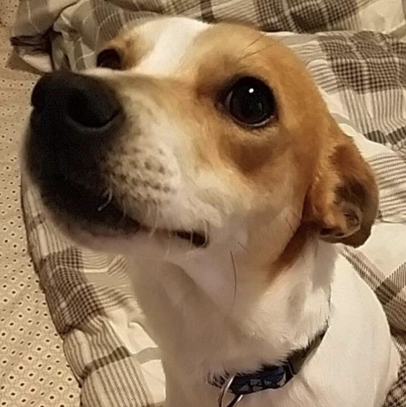 Meet your Posher, Samantha - Picture 4 of 4